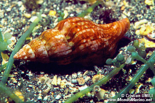 Buccino comune (Buccinulum corneum)