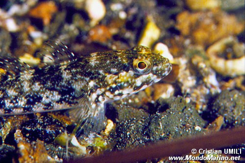 Ghiozzo testone (Gobius cobitis)