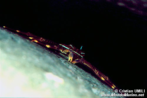 Percnon (Percnon gibbesi)