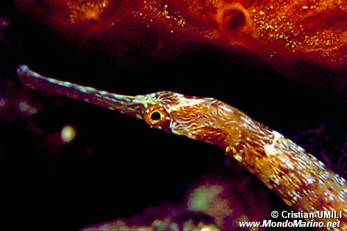 Pesce ago (Sygnathus acus)