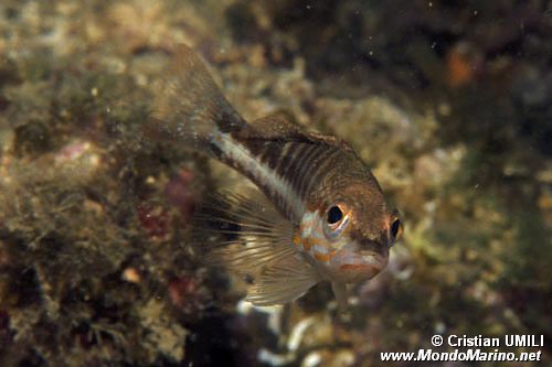 Perchia (Serranus cabrilla)