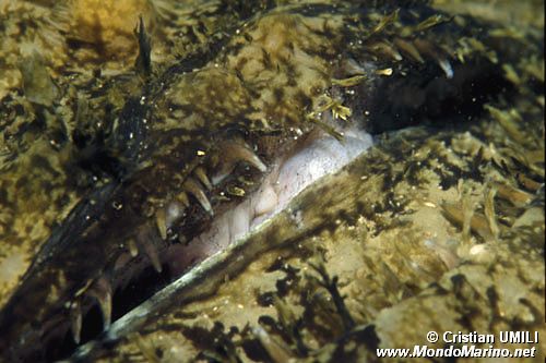 Rana pescatrice (Lophius piscatorius)