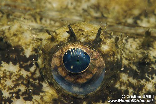 Rana pescatrice (Lophius piscatorius)