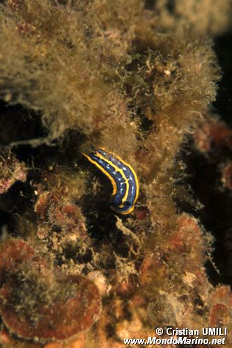 Doride tricolore (Hypselodoris tricolor)