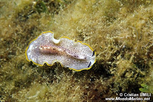 Verme piatto di Moseley (Prostheceraeus moseley)