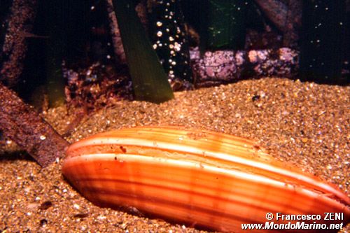 Fasolara (Callista chione)