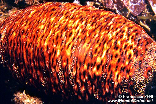 Oloturia a botte (Phillophorus urna)