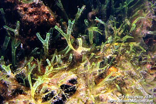 Alga a nastro bifido (Dictyota dichotoma)