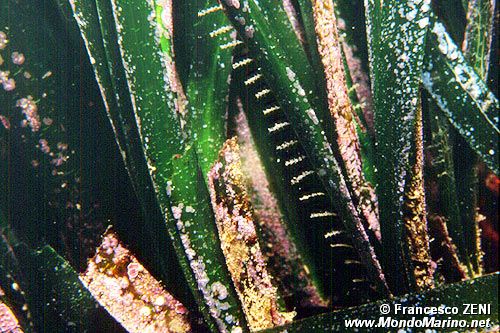 Posidonia (Posidonia oceanica)