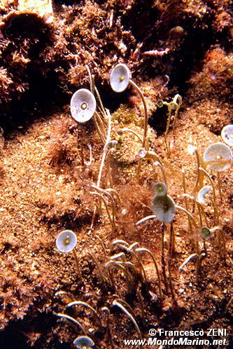 Ombrellino di mare (Acetabularia acetabulum)
