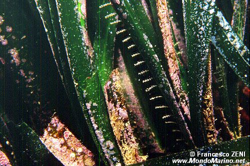 Posidonia (Posidonia oceanica)