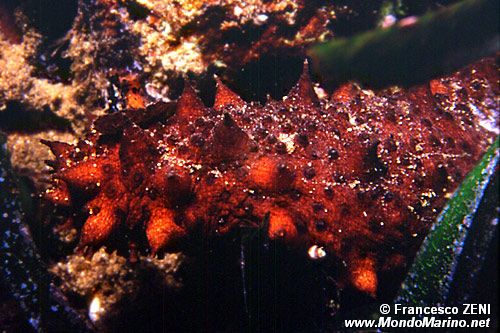 Oloturia (Holothuria tubulosa)