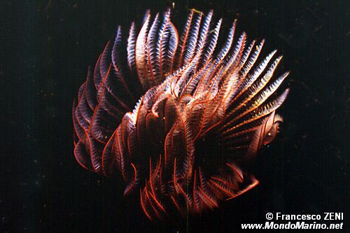 Serpula (Serpula vermicularis)