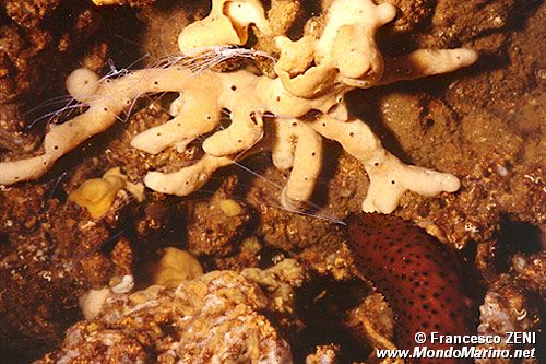 Oloturia (Holothuria sanctori)