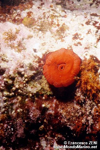 Pomodoro di mare (Actinia equina)