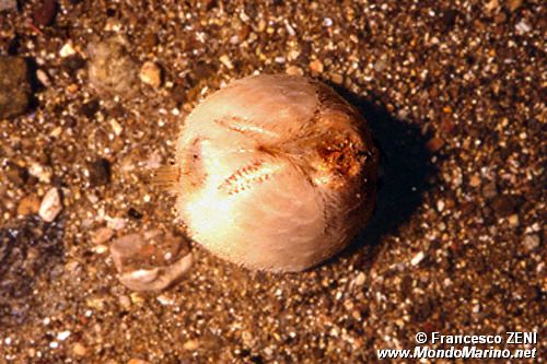 Echinoideo irregolare (Brissus unicolor)