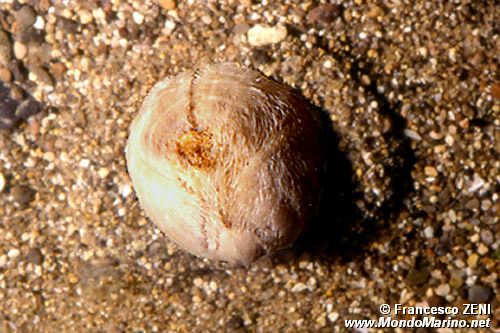 Echinoideo irregolare (Brissus unicolor)