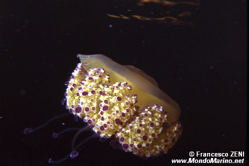 Medusa cassiopea (Cotylorhiza tubercolata)