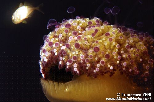 Medusa cassiopea (Cotylorhiza tubercolata)
