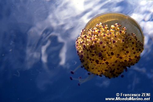 Medusa cassiopea (Cotylorhiza tubercolata)