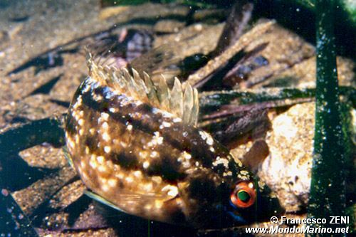 Tordo grigio (Symphodus cinereus)