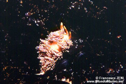 Facelina coronata (Facelina coronata)