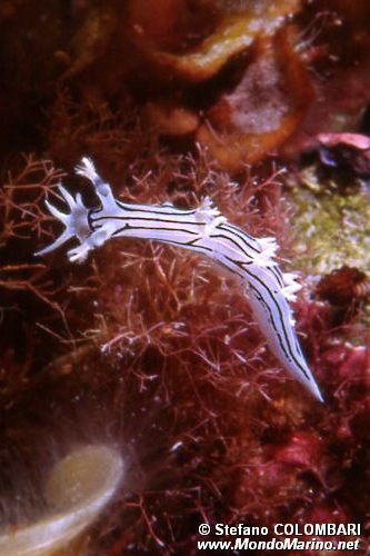 Tritonia (Tritonia striata)