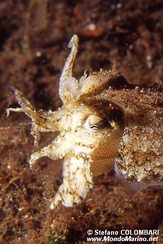 Seppia (Sepia oficinalis)