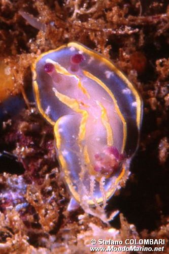 Chromodoris krohni (Chromodoris krohni)