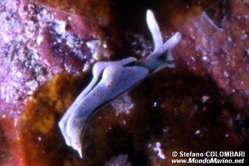 Lumachina verde (Elysia timida)