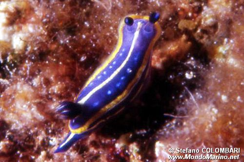 Doride tricolore (Hypselodoris tricolor)