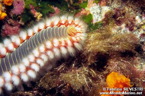 Vermocane (Hermodice carunculata)