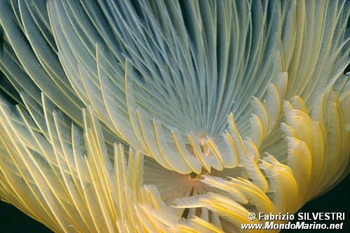 Spirografo (Sabella spallanzanii)