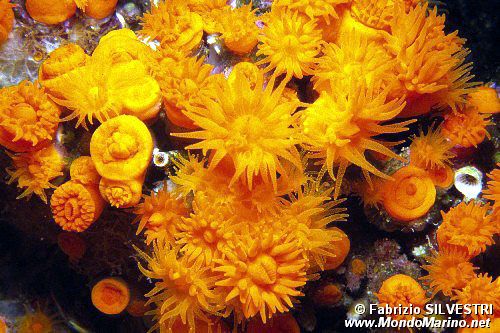 Madrepora arancione (Astroides calycularis)