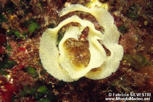 Arenicola (N.d. n.d.)