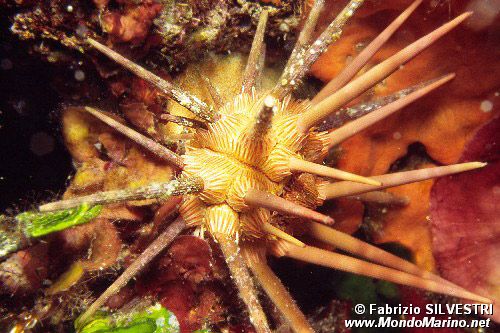 Riccio matita (Stylocidaris affinis)