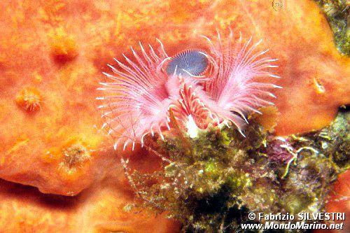 Serpula (Serpula vermicularis)