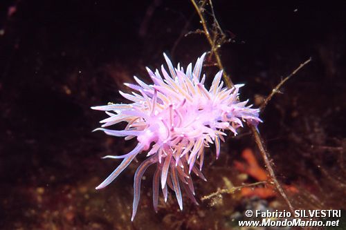 Flabellina rosa (Flabellina affinis)