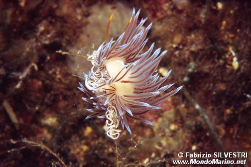 Cratena (Cratena peregrina)