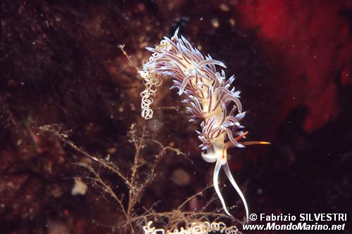 Cratena (Cratena peregrina)