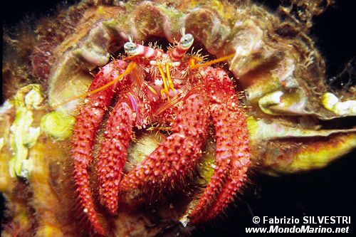 Paguro (Dardanus calidus)
