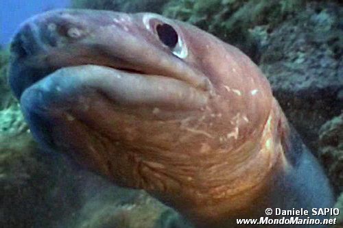 Grongo (Conger conger)