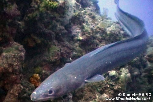 Grongo (Conger conger)
