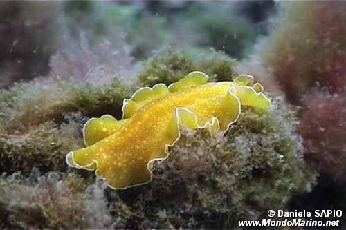 Verme piatto (Pseudoceros maximum)