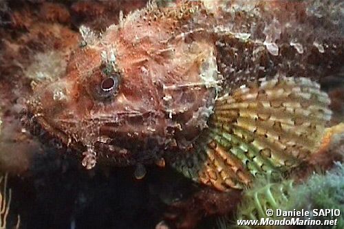 Scorfano rosso (Scorpaena scrofa)