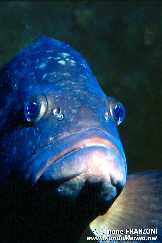 Cernia bruna (Epinephelus marginatus)