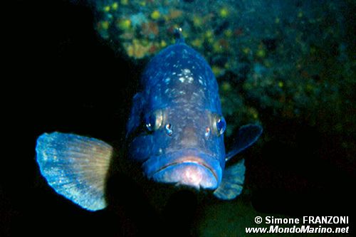 Cernia bruna (Epinephelus marginatus)