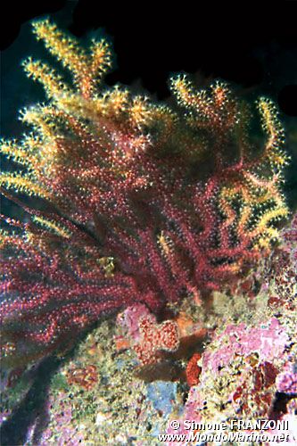 Gorgonia rossa (Paramuricea clavata)