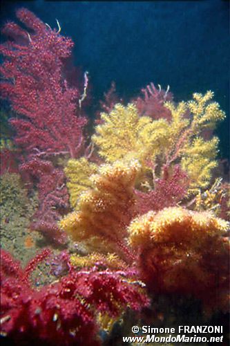 Gorgonia rossa (Paramuricea clavata)