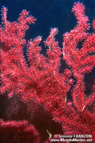 Gorgonia rossa (Paramuricea clavata)